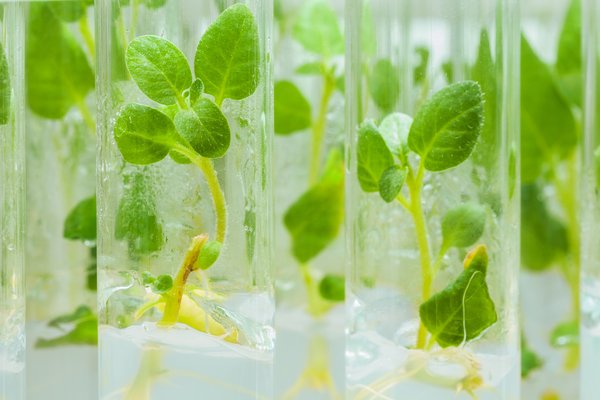 Plant variety rights registration