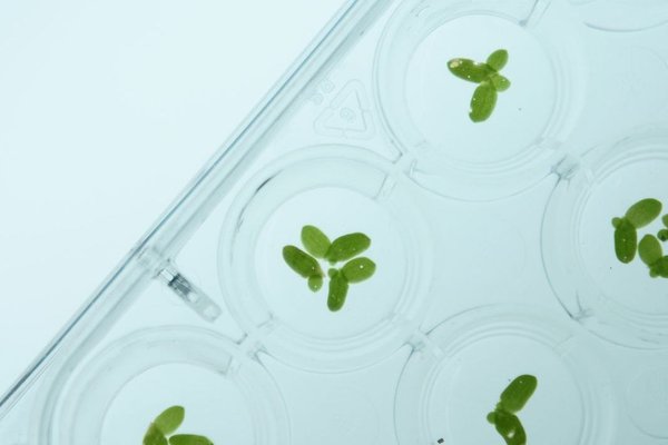 How to use the Green Channel to accelerate patent protection